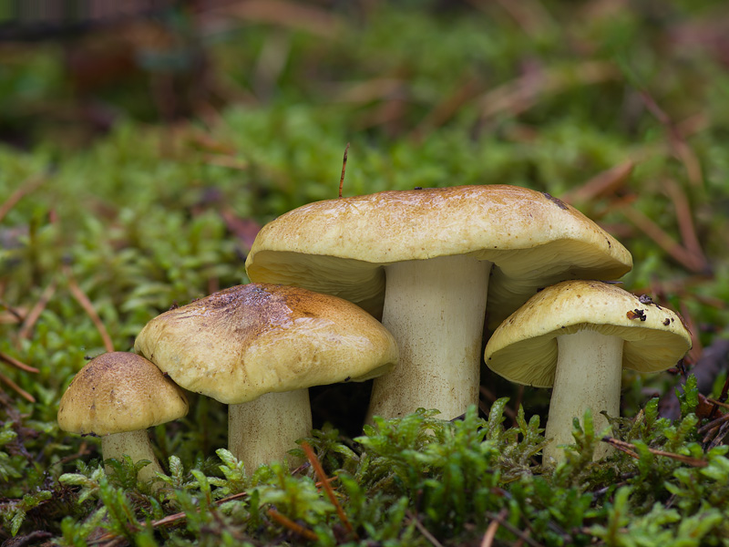 Tricholoma equestre